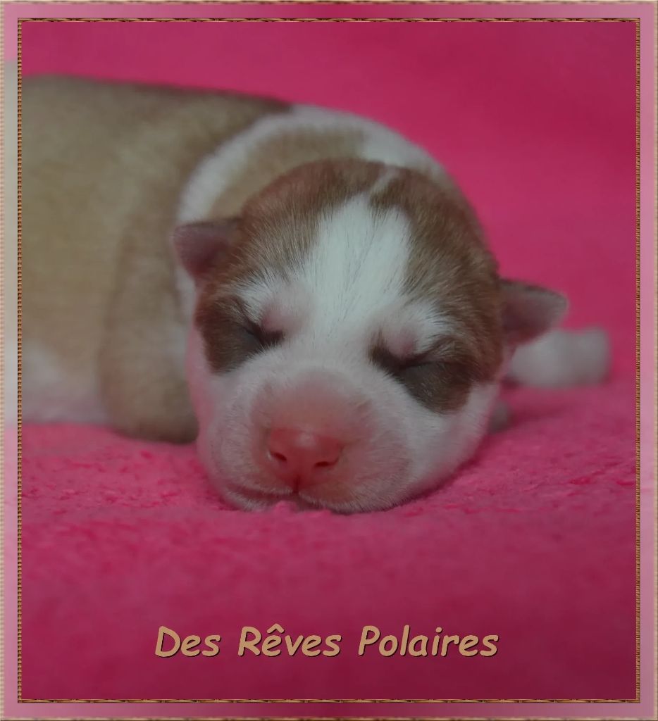 des rèves polaires - Chiots disponibles - Siberian Husky