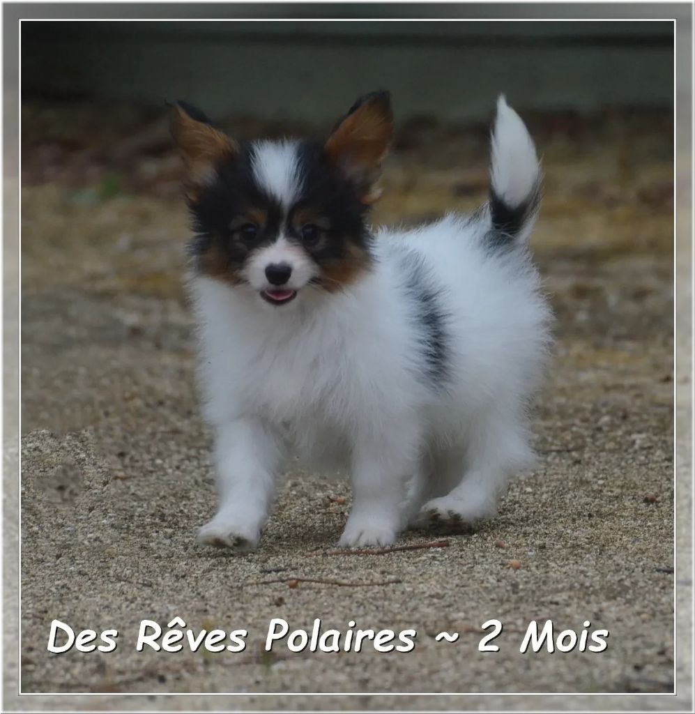 des rèves polaires - Chiots disponibles - Epagneul nain Continental (Papillon)