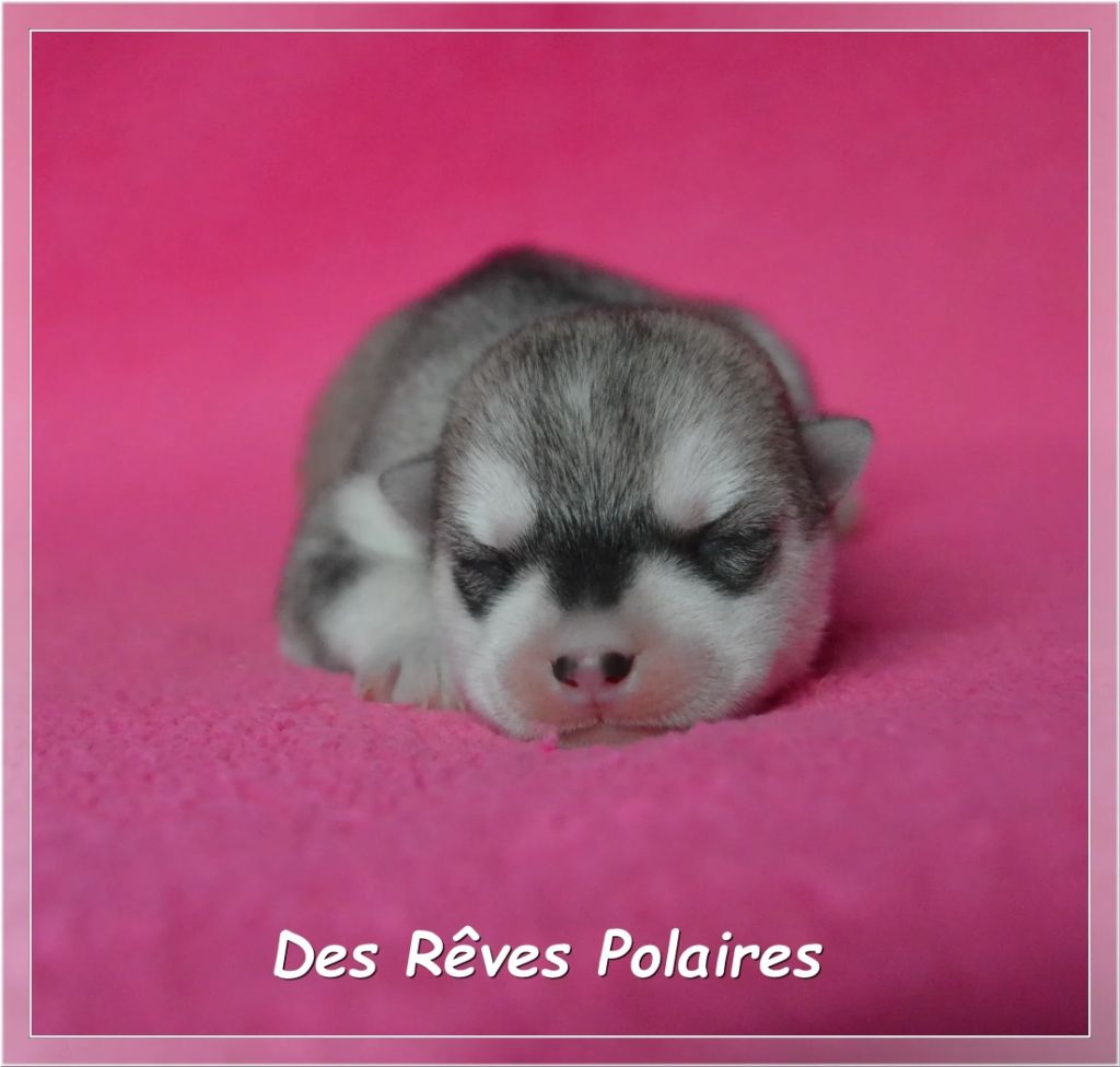 des rèves polaires - Chiots disponibles - Siberian Husky